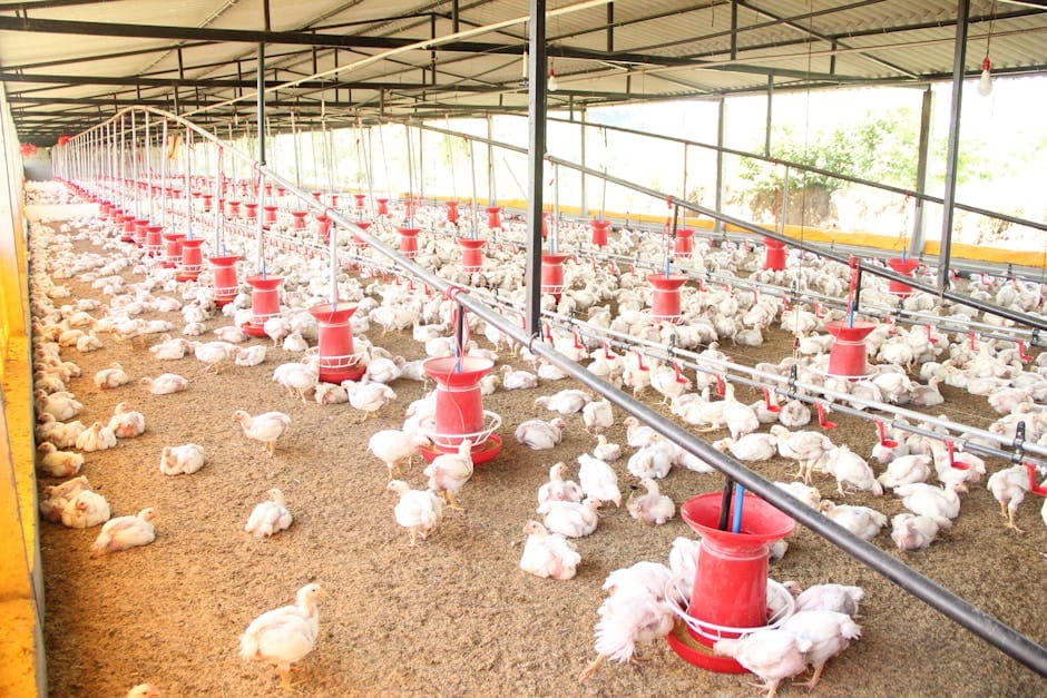 How Big Should My Chicken Coop Be? (Sizing Guide)
