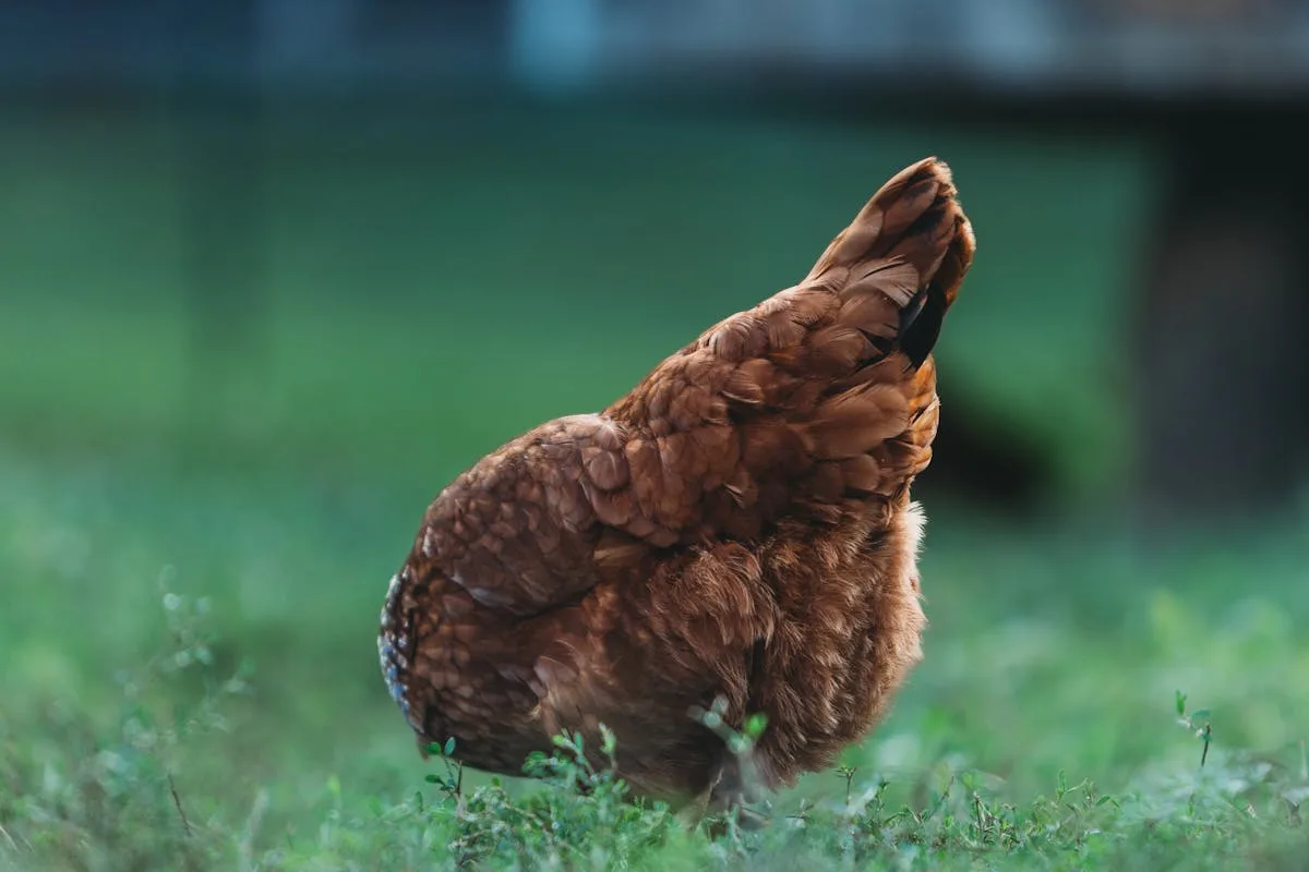 Friendly speckled hen foraging in a grassy field