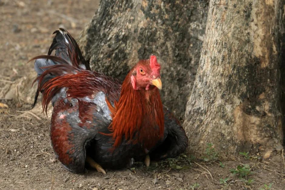 Common Chicken Diseases: Symptoms, Treatment, Prevention
