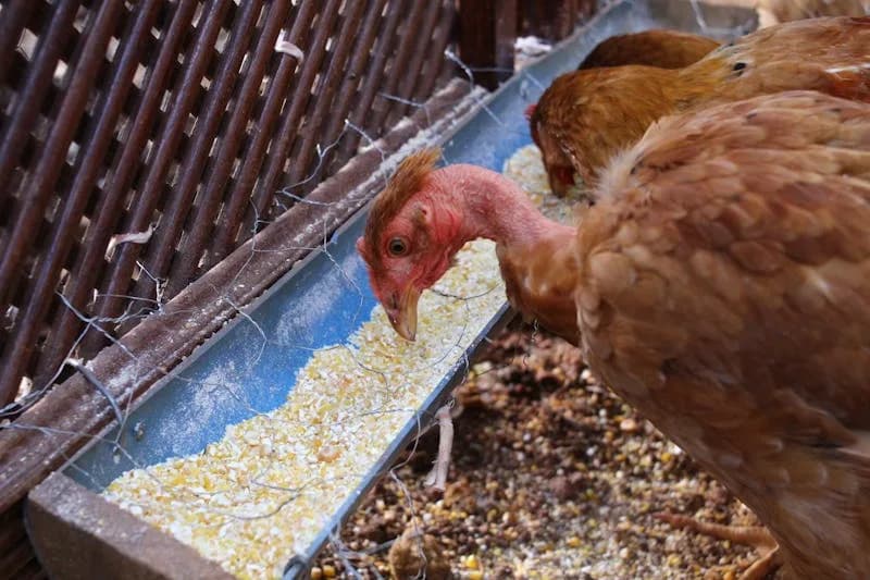 Best Chicken Feeders and Waterers (2026 Reviews)