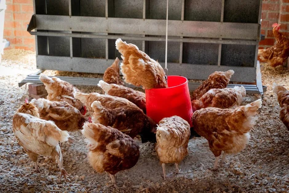 Chickens feeding from a red container inside a coop