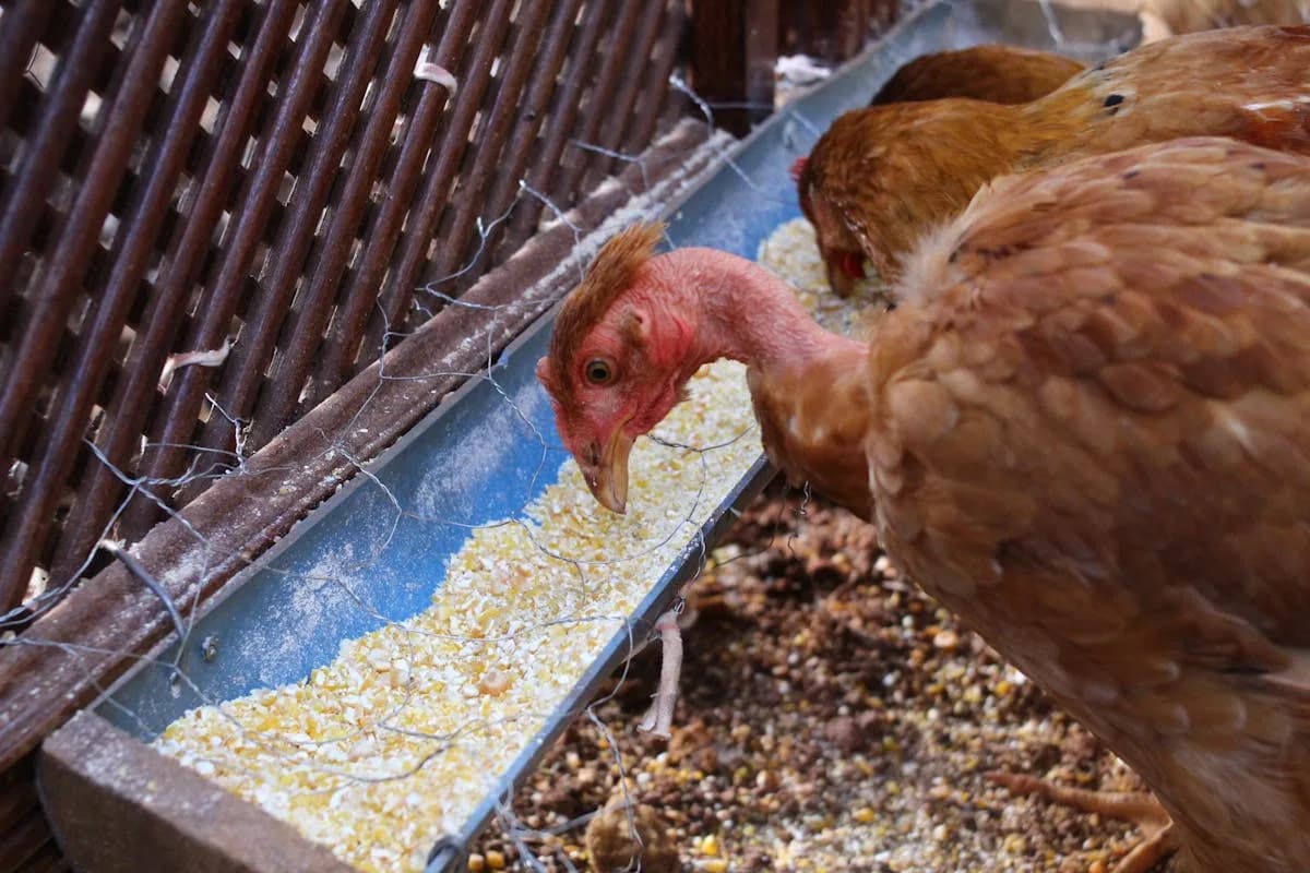 Best Feed Storage Containers for Chickens (2026)