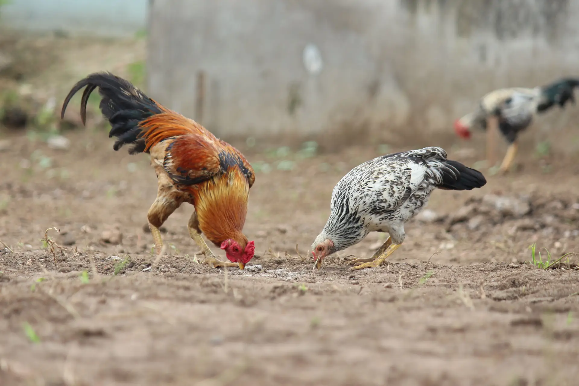 What Can Chickens Eat? The Safe, Limited, and Never Lists