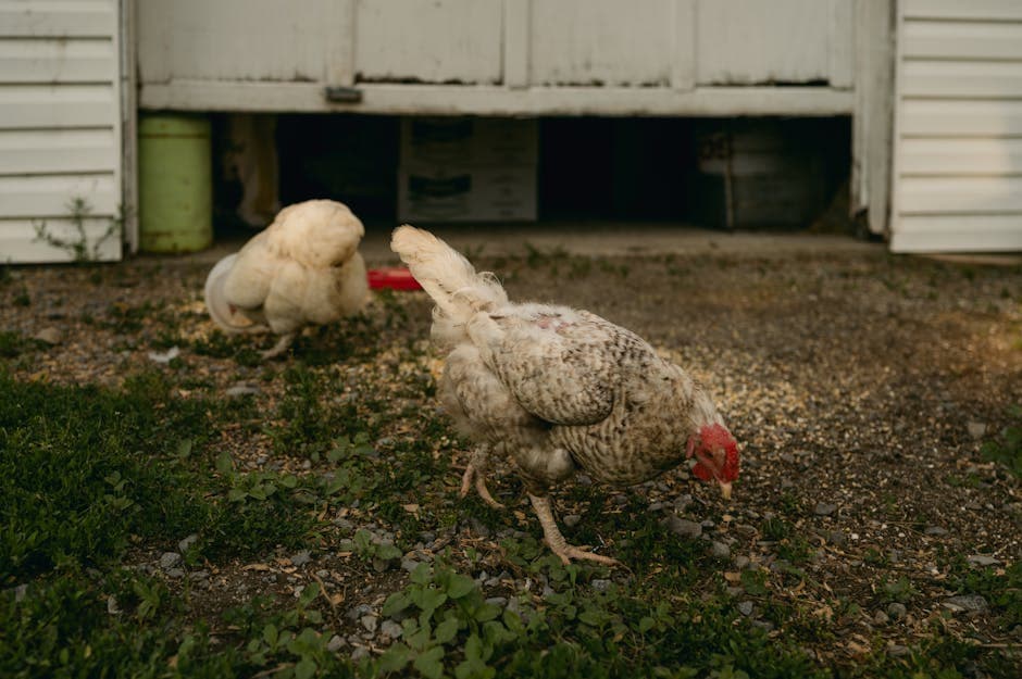 Best Mobile Chicken Coops & Tractors (2026 Reviews)