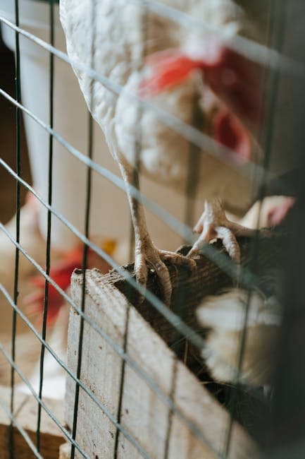 Best Walk-In Chicken Coops (2026 Buyer's Guide)