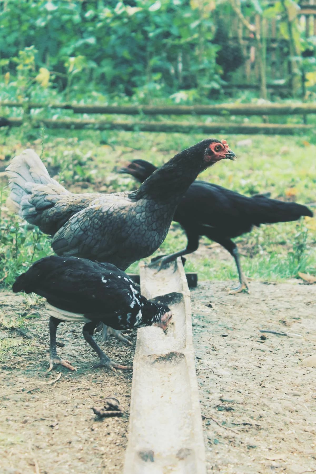 Backyard chickens pecking at fresh treats in a free-range run