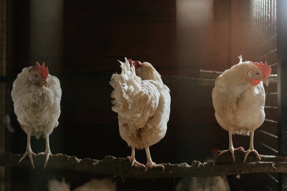 Three chickens roosting on a wooden perch inside a dimly lit coop