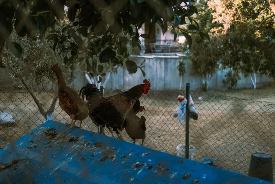 Chickens in a shady summer run