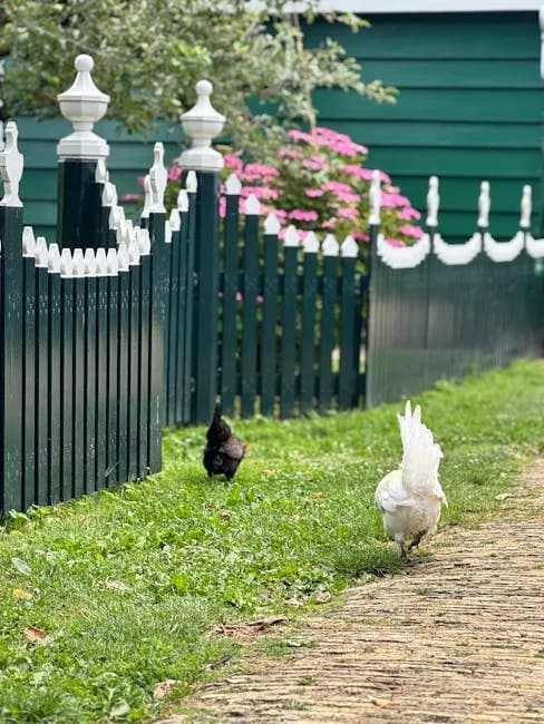 Spring Chicken Care: 10-Step Checklist