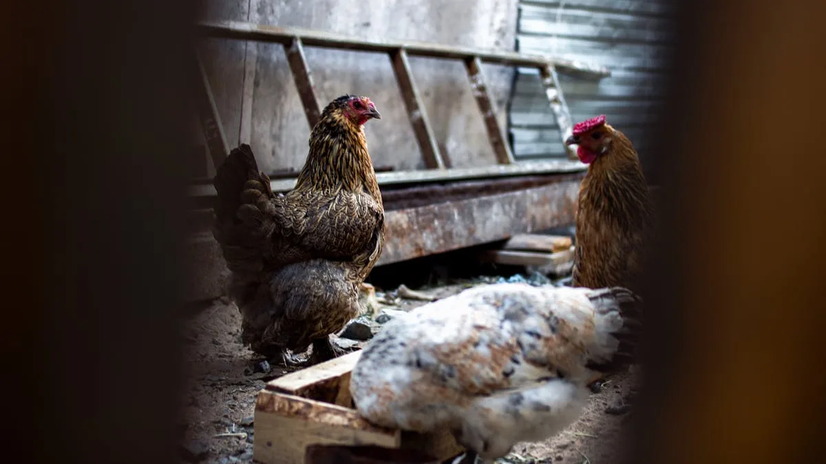 Chickens feeding in a coop