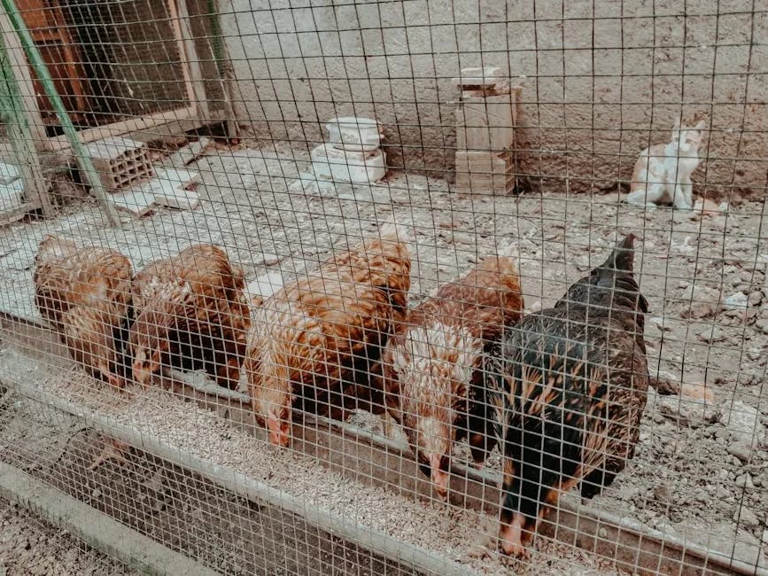 Chickens eating feed near their coop