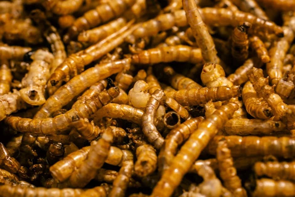 Close-up of dried mealworms, a high-protein treat for backyard chickens