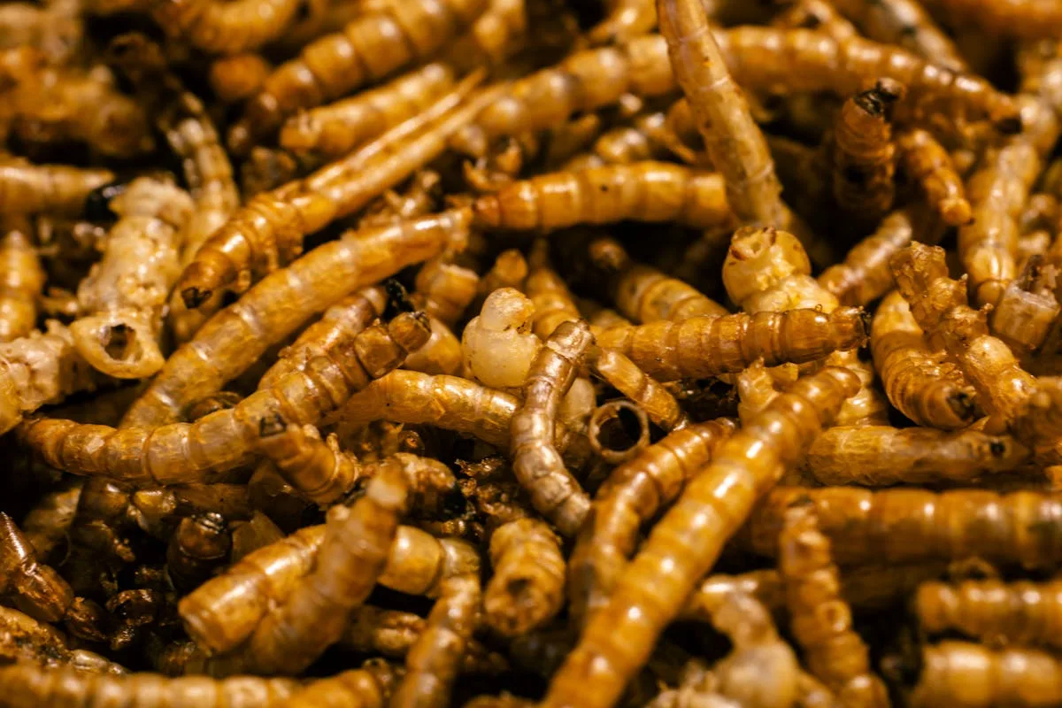 Dried mealworms are one of the best high-protein treats for chickens