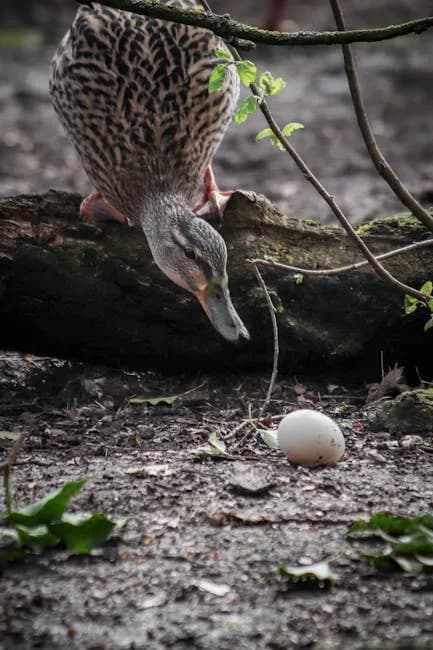 Duck eggs in a nest