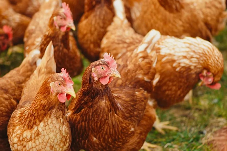 Chickens pecking and foraging in a sunny rural farmyard
