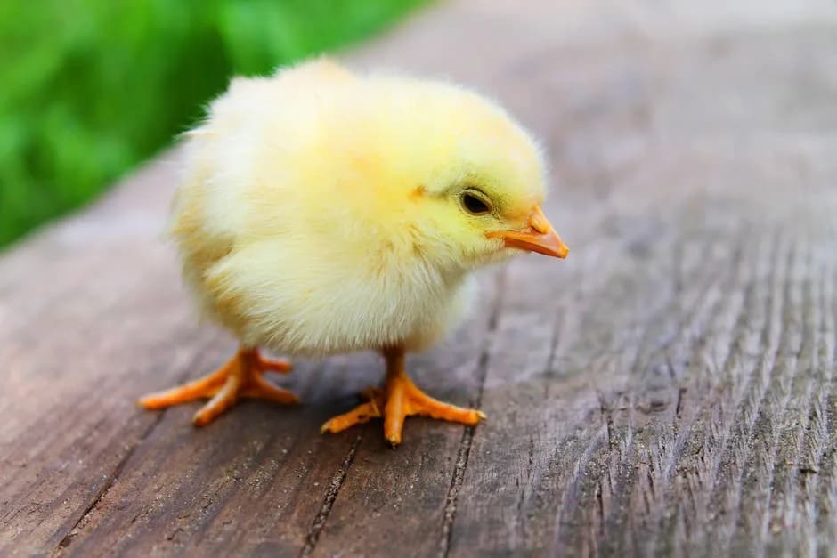 When Do Chickens Start Laying Eggs? Age & Signs
