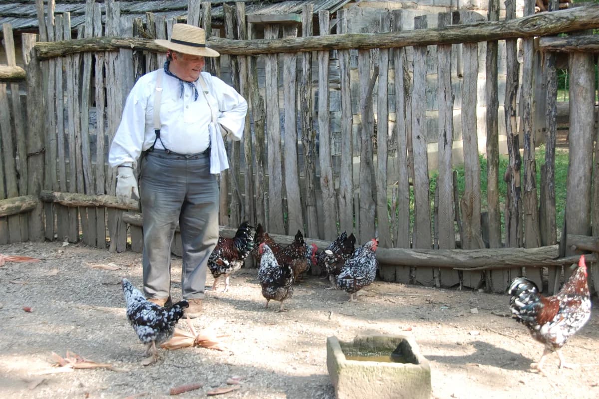 A keeper feeding chickens on a farm