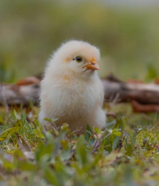 A fluffy day-old yellow baby chick standing on grass