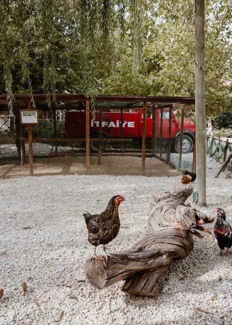 Raising Chickens in Maine: Laws, Breeds, Climate