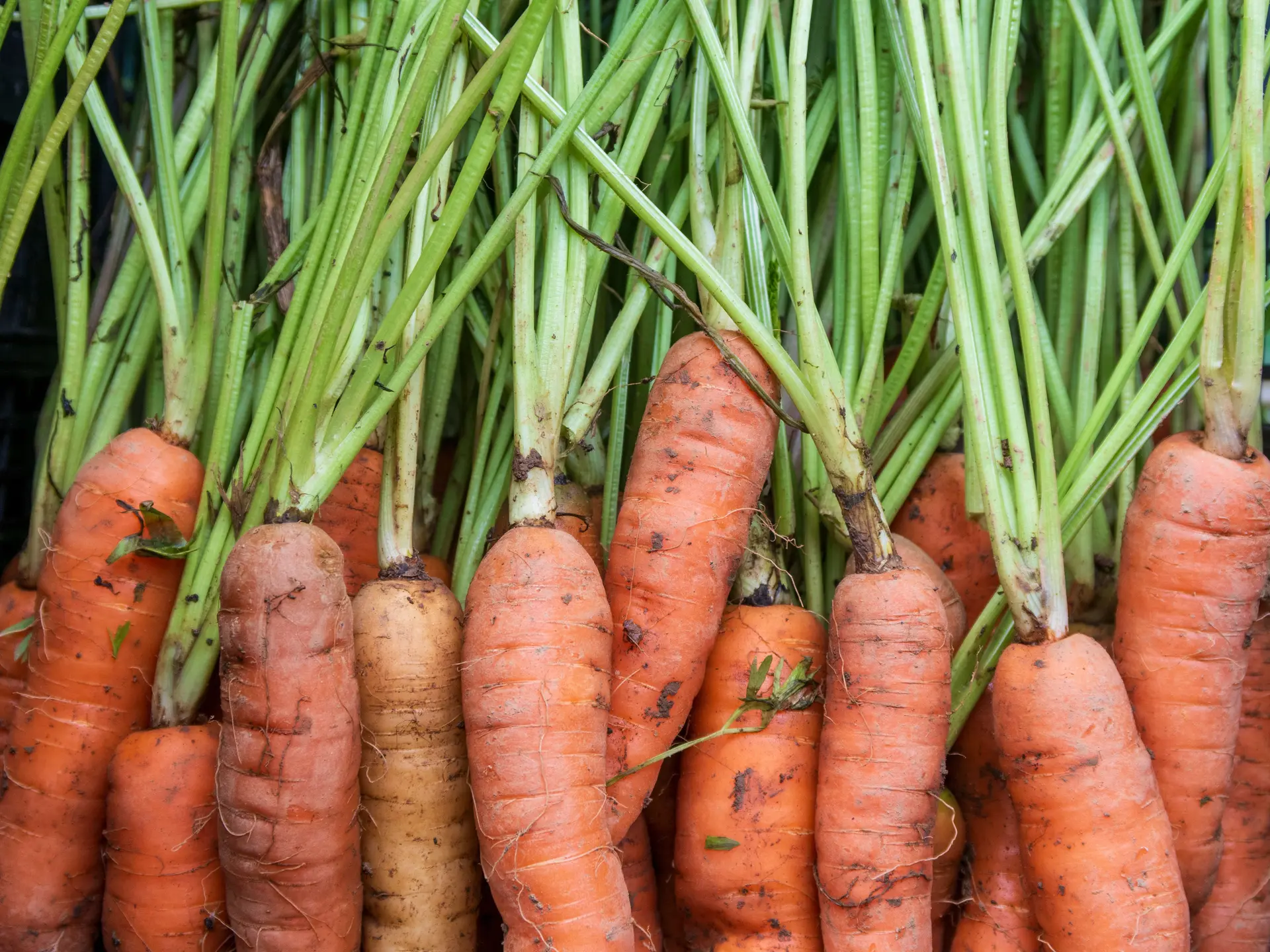 Can Chickens Eat Carrots? Raw, Cooked, Tops, and Peels
