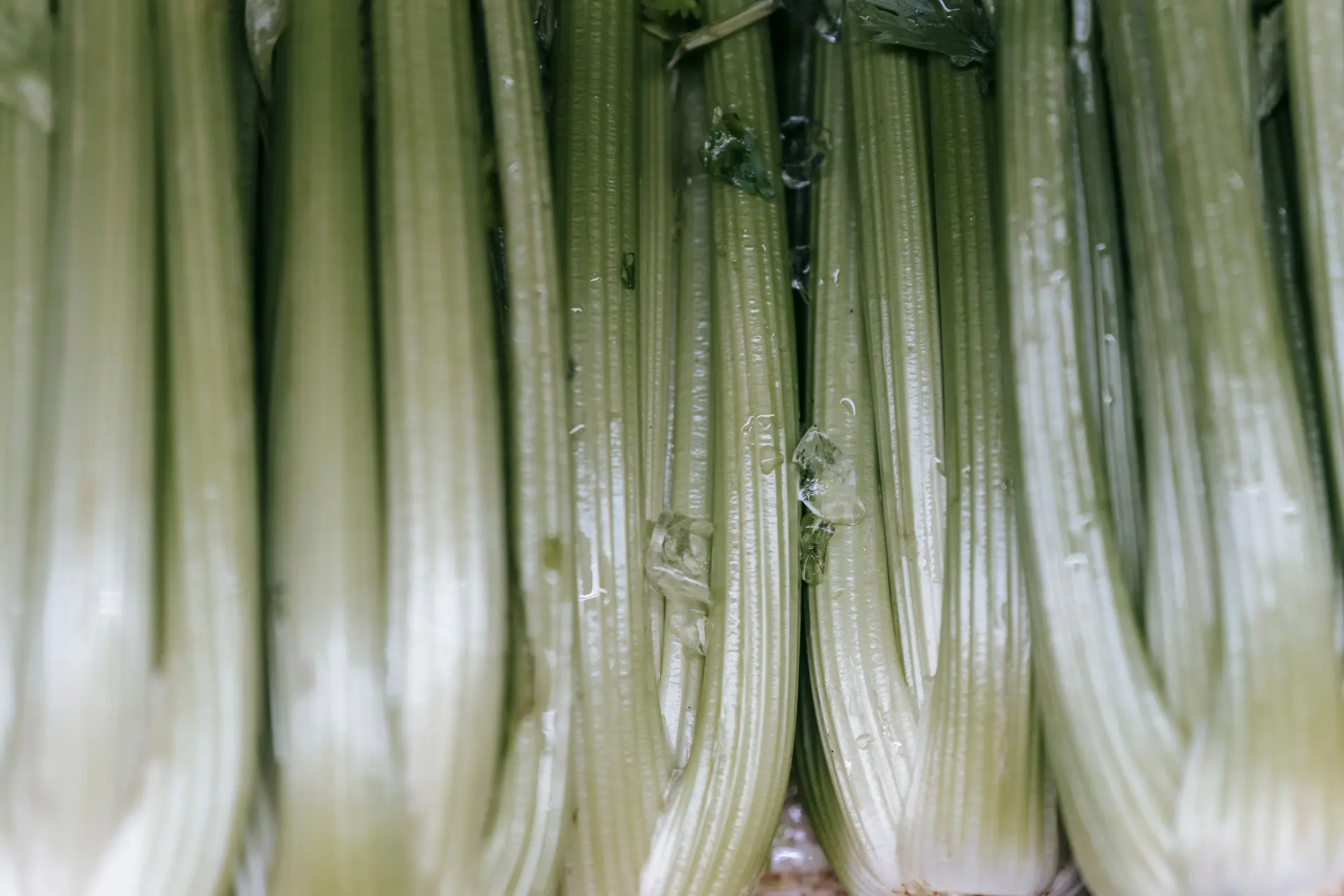 Can Chickens Eat Celery? Yes, If You Chop the Strings
