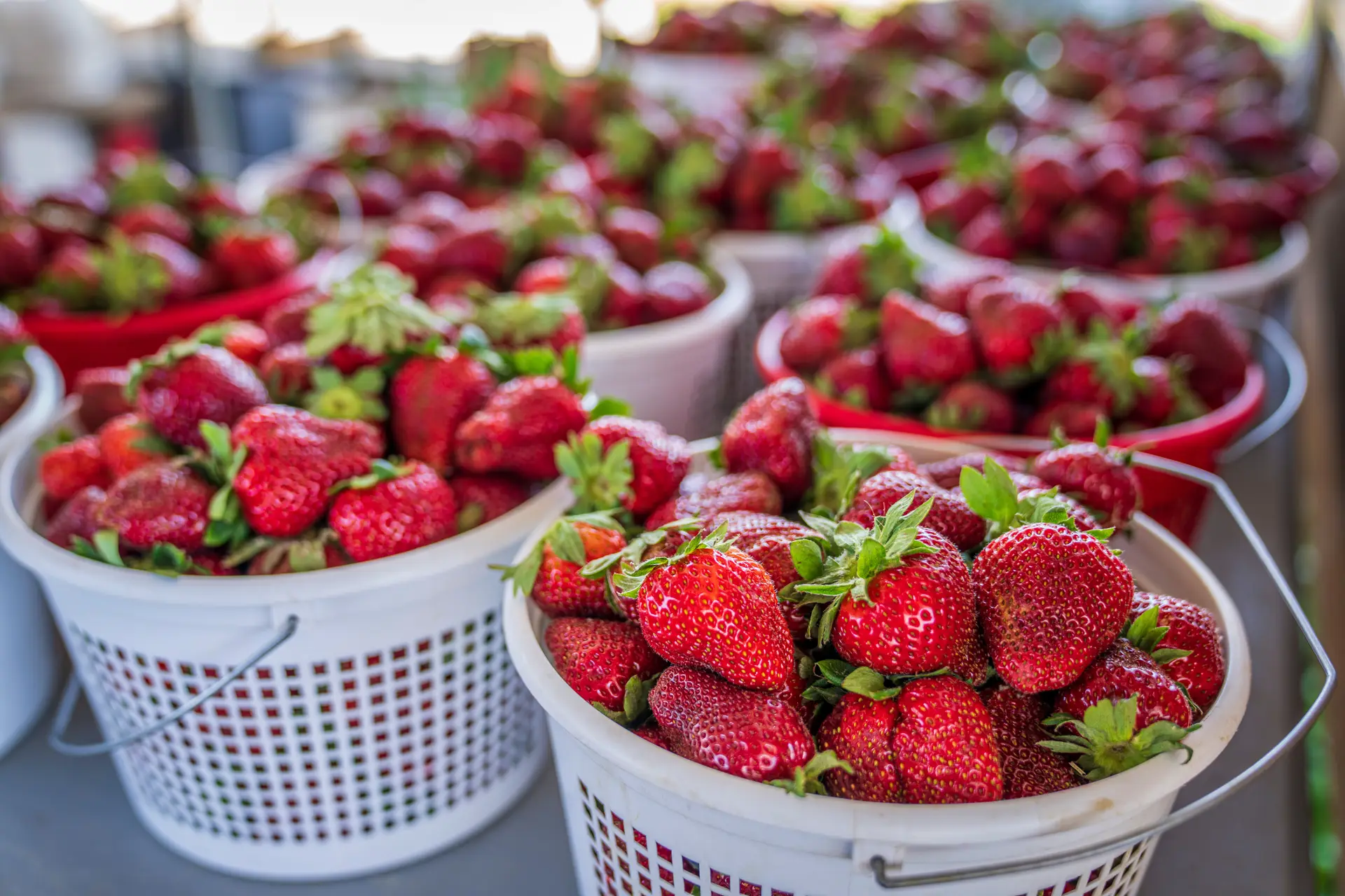 Can Chickens Eat Strawberries? Berries, Tops, and Leaves