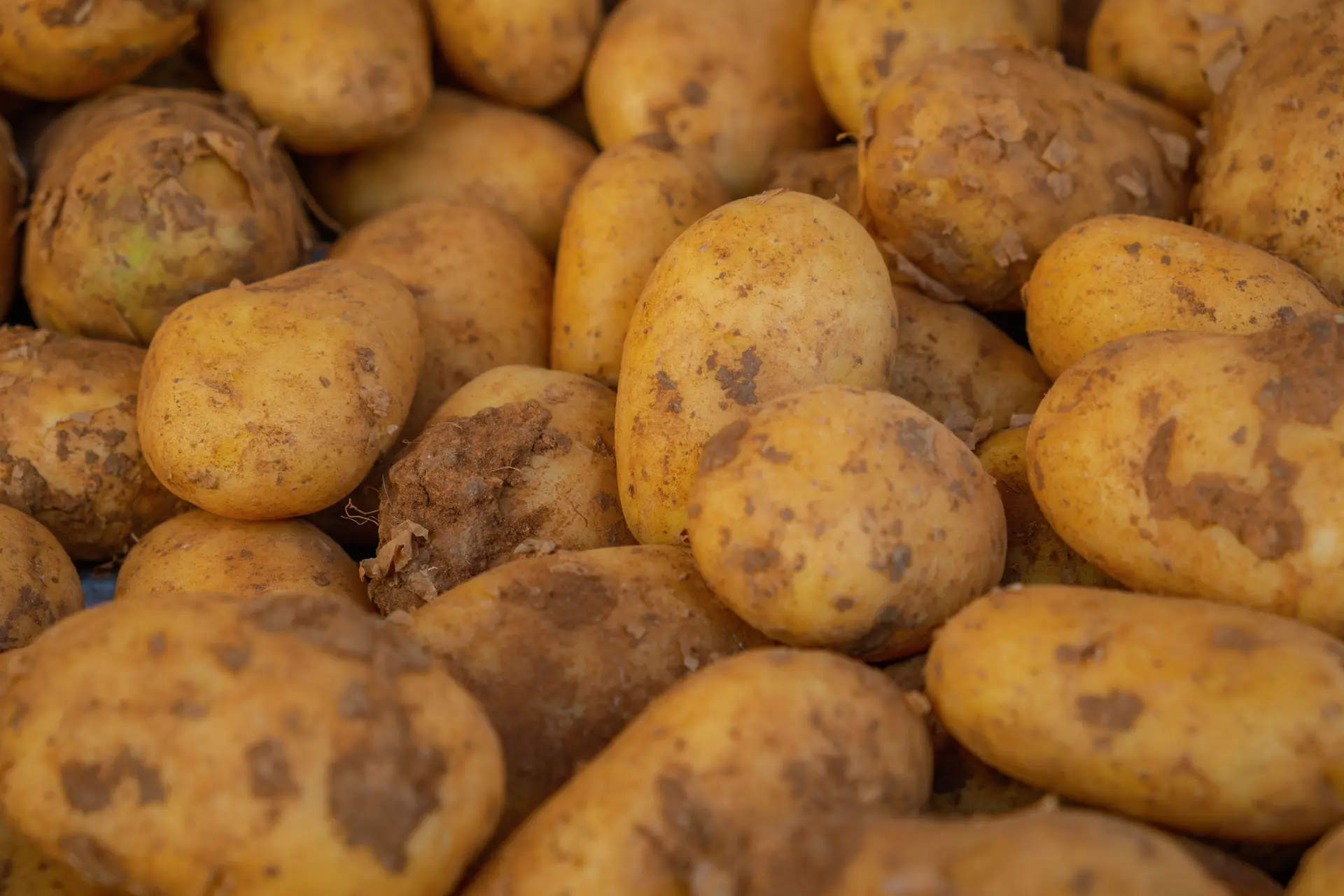 Can Chickens Eat Potatoes? Cooked Yes, Green or Raw No