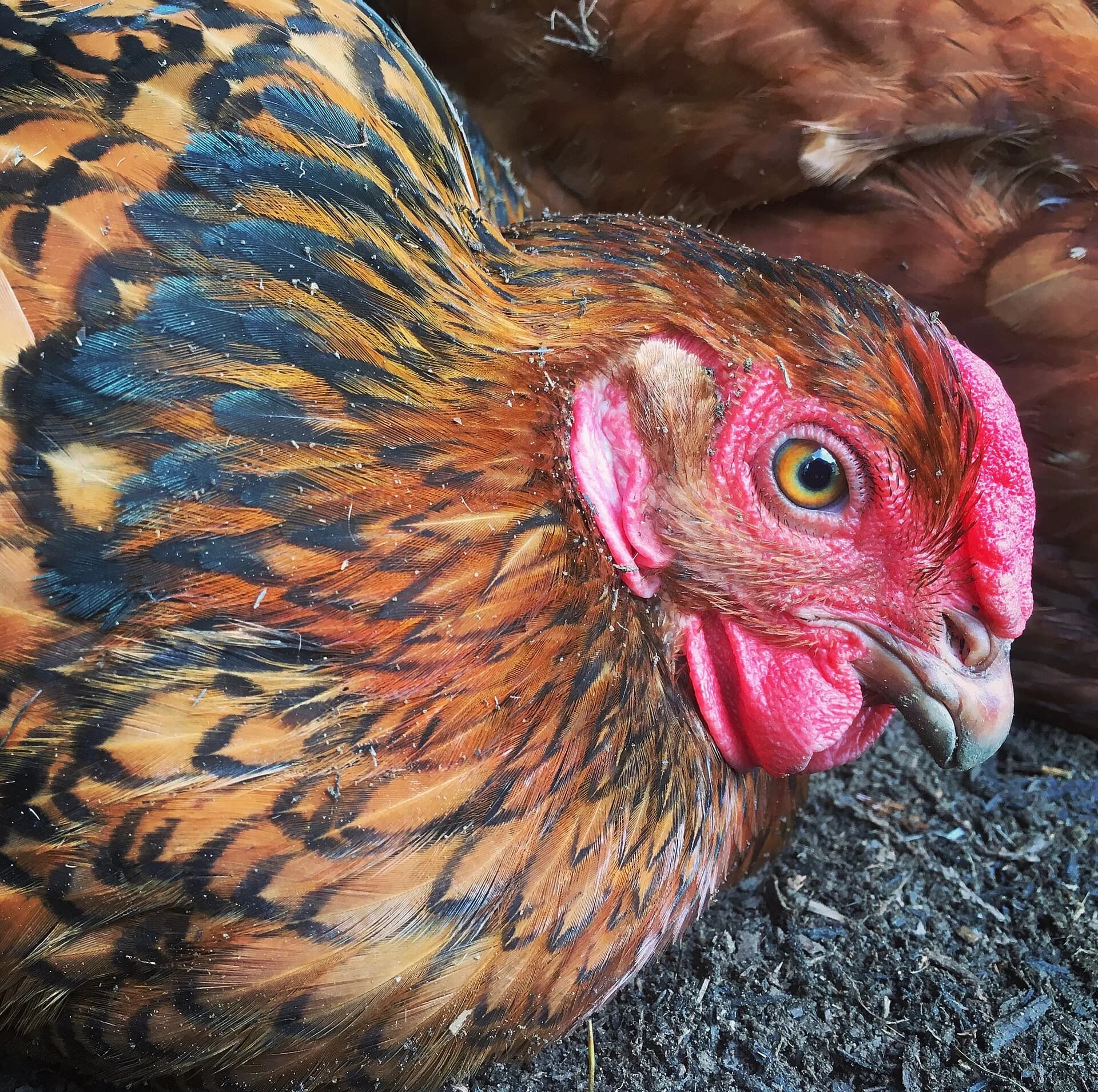 Close-up of a Golden Laced Wyandotte hen showing gold feather centers with black lacing