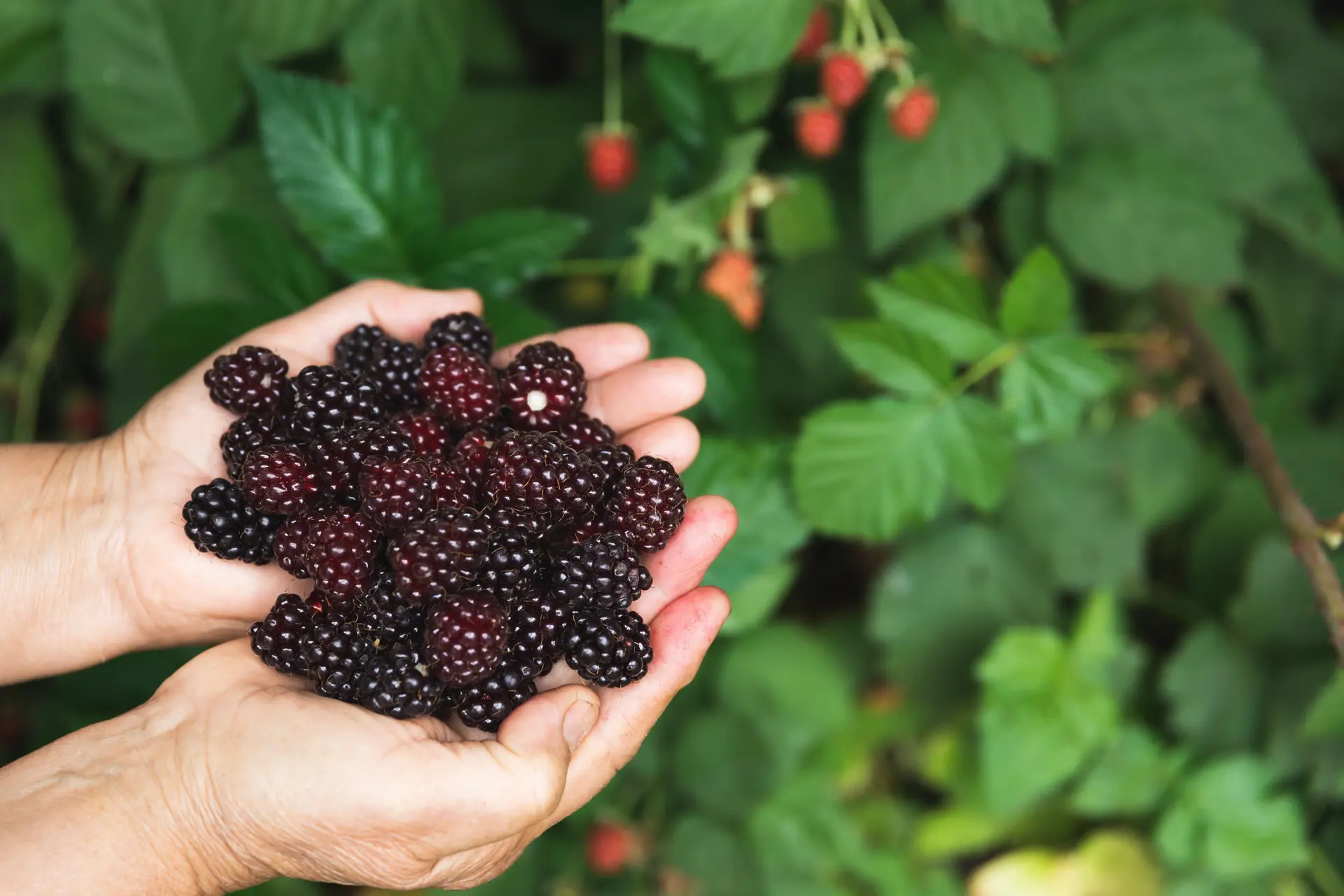 Can Chickens Eat Blackberries? Berries, Leaves, and Canes