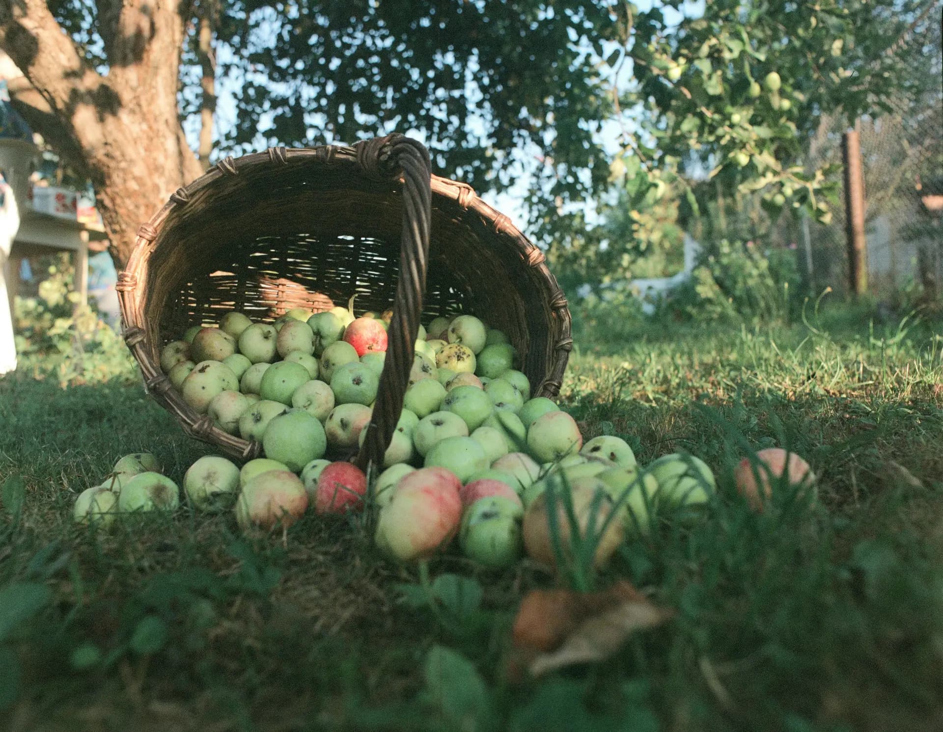 Can Chickens Eat Apples? Yes, But Core Them First