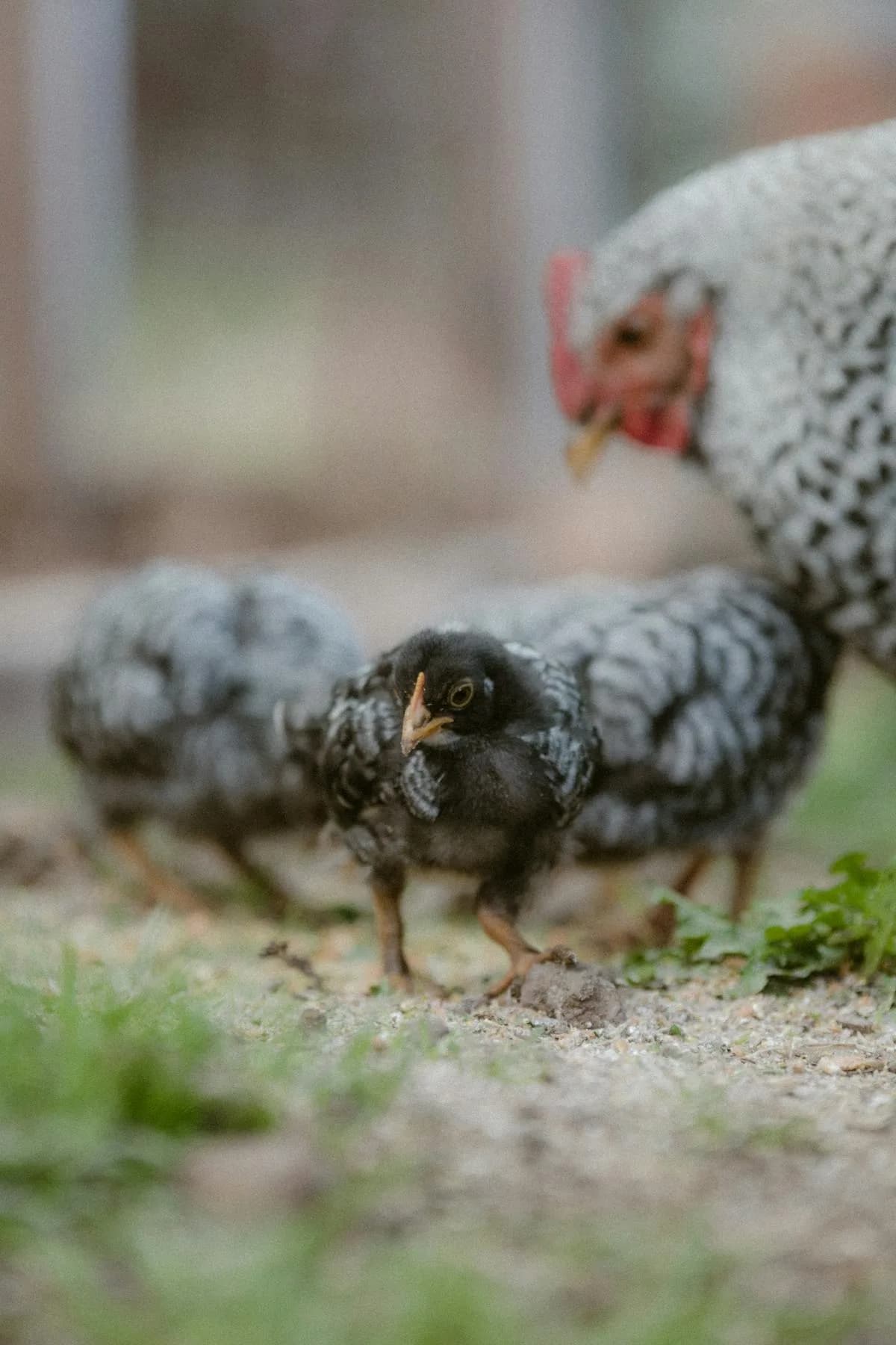 A hen with her chicks exploring and foraging in the farmyard