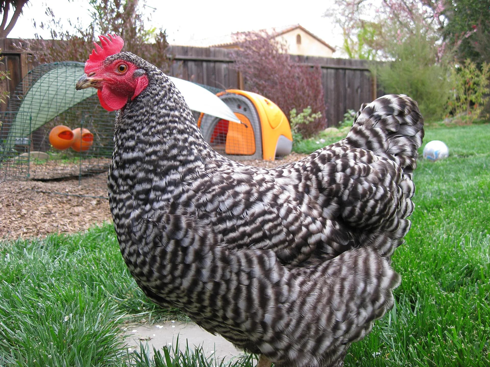 500 Chicken Names: Cute, Funny & Cool Ideas for Hens