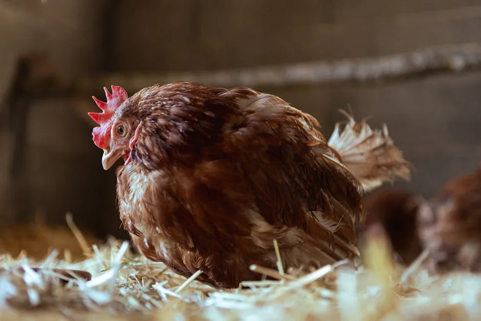 Hen settled in a wooden nesting box inside a coop