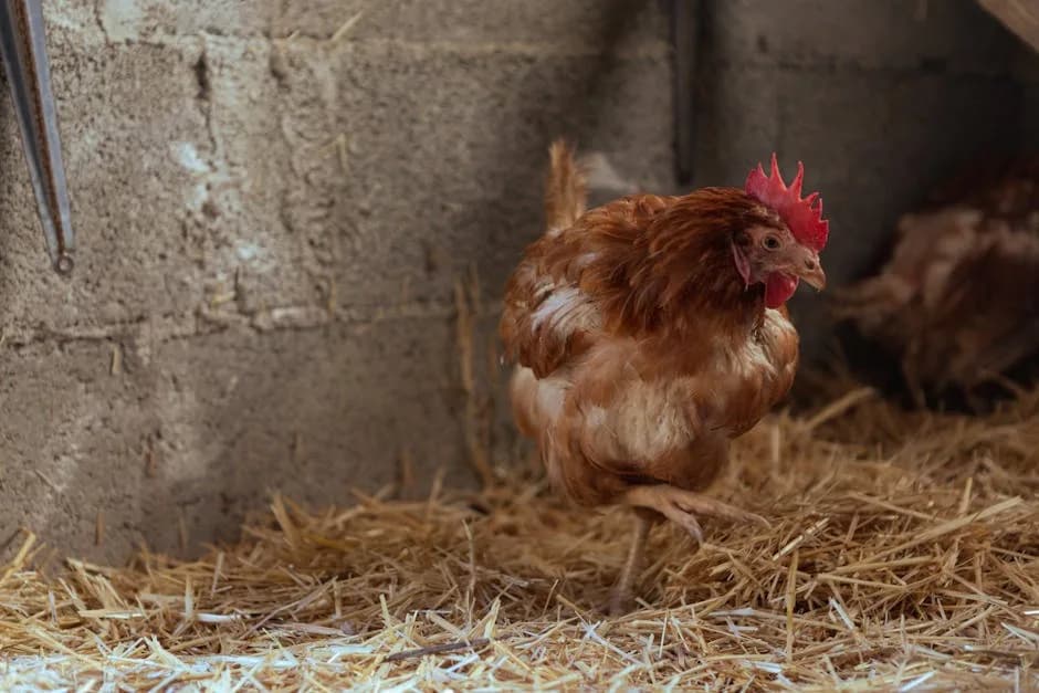Chicken Coop Bedding: Pine vs Straw vs Sand
