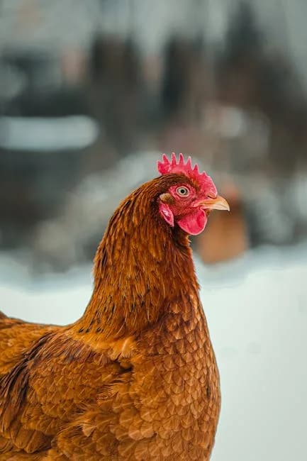 Close-up portrait of a russet hen against a snowy winter backdrop