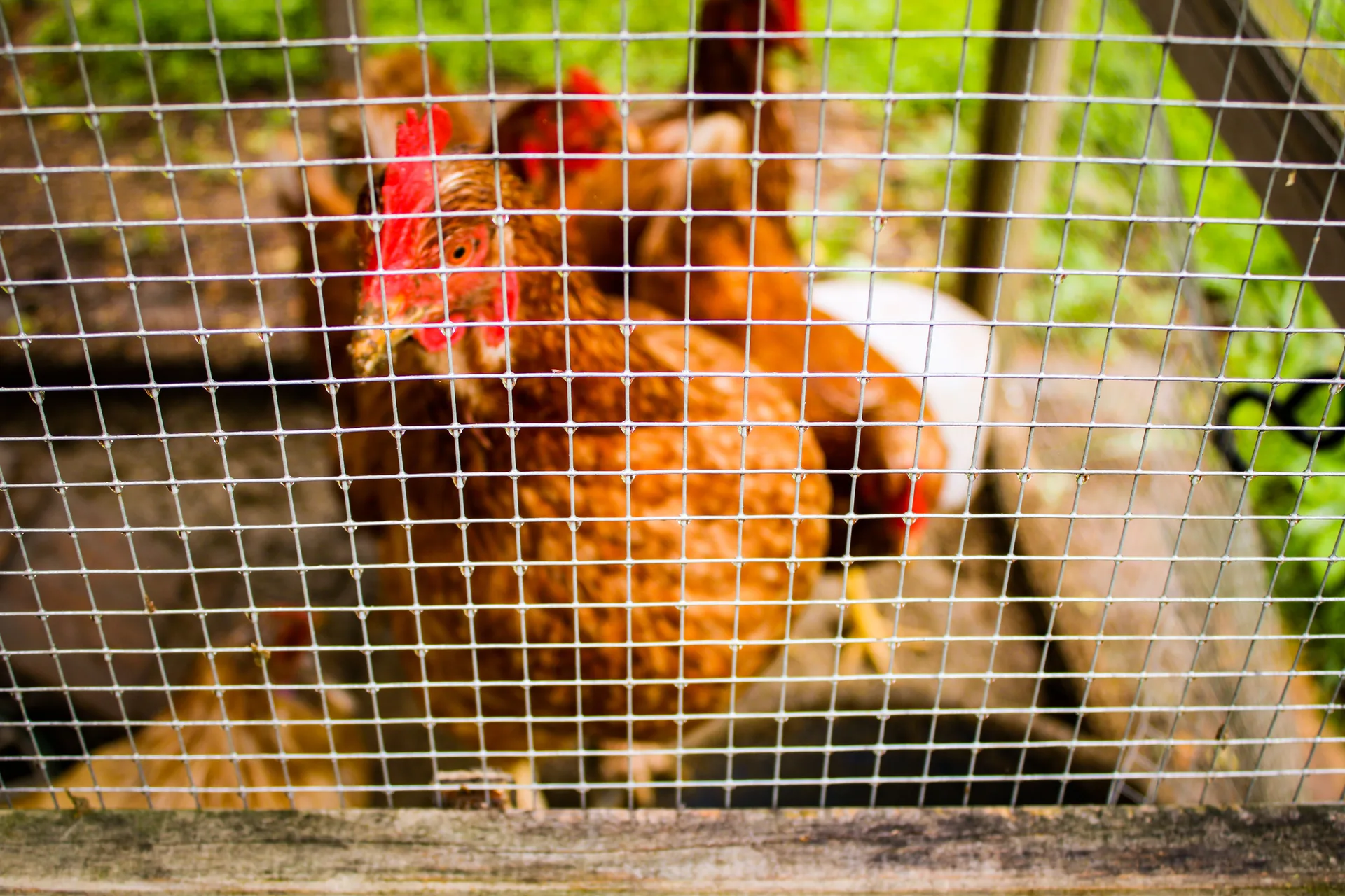 How to Predator-Proof a Chicken Coop: A Build Checklist