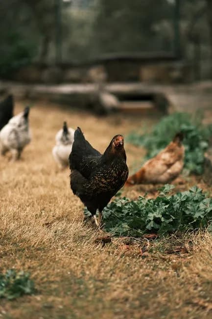 Jersey Giant chickens free ranging in a yard