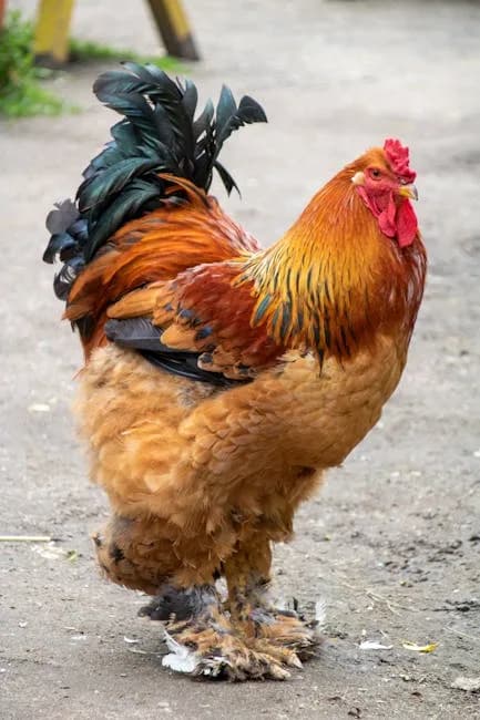 Jersey Giant Chicken Breed Guide: Size, Eggs, Care