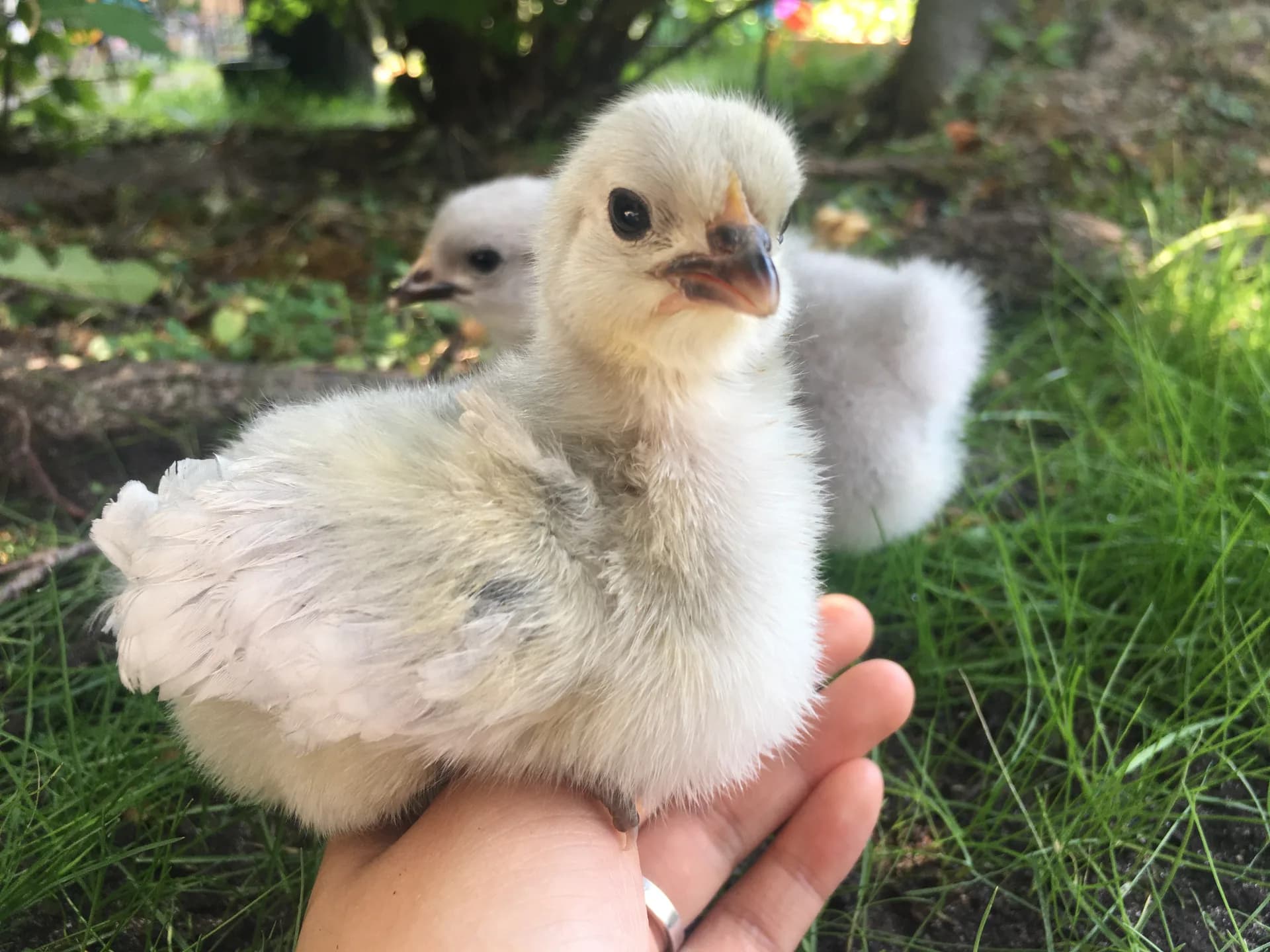 Lavender Orpington Breed Guide: Eggs, Color, Care