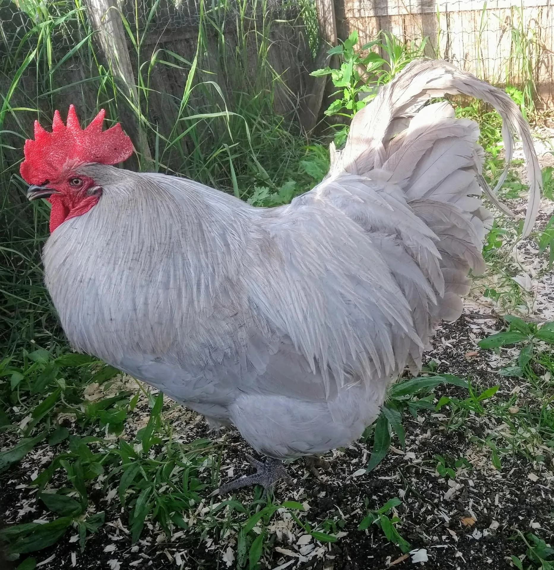 Close-up of a Lavender Orpington hen showing its soft grey-lilac feather color