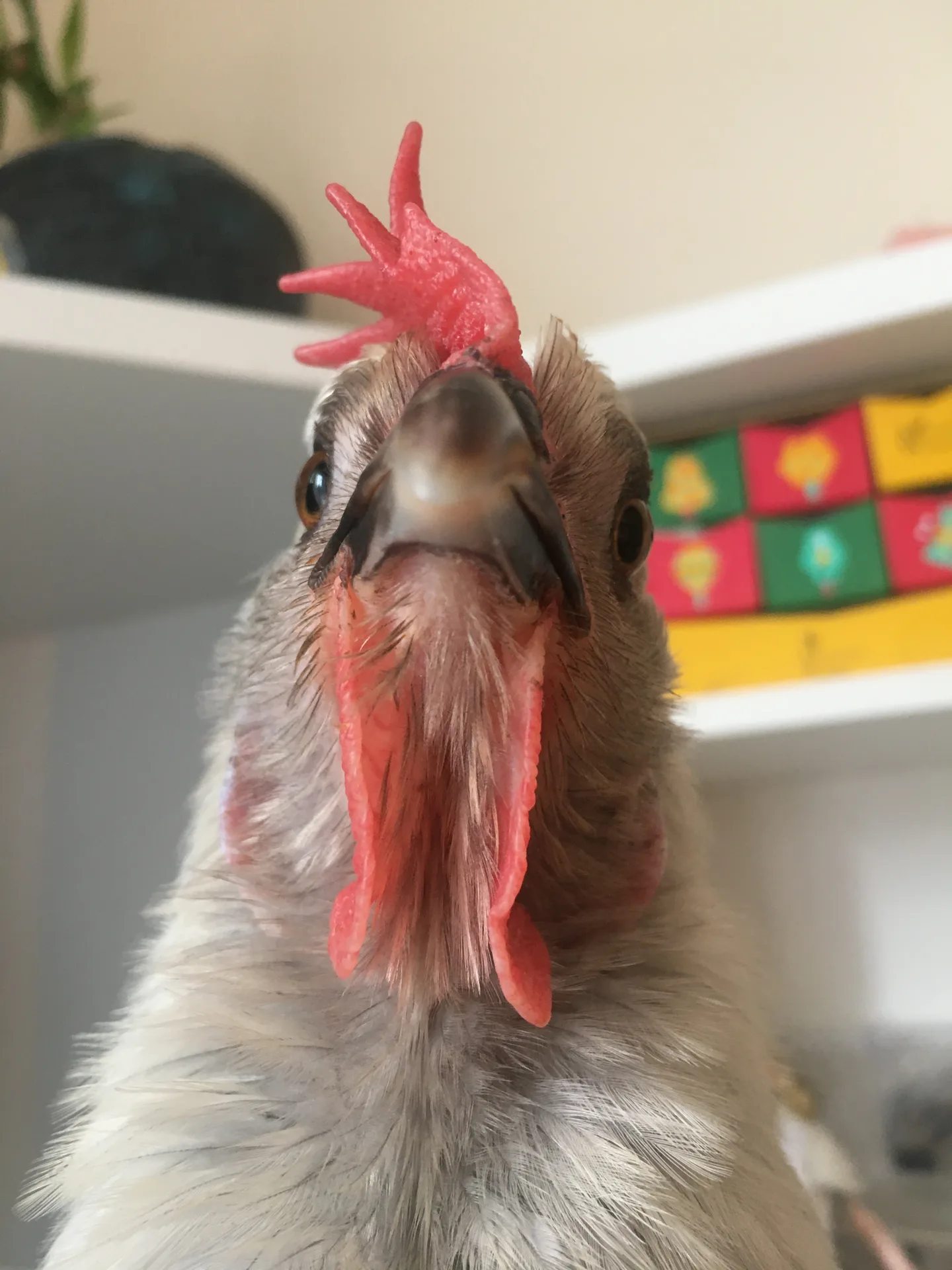 A Lavender Orpington hen showing its calm, docile temperament