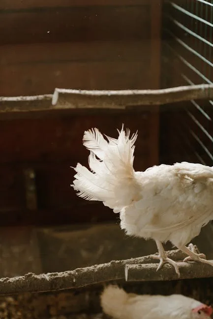 Chicken coop in a backyard setting