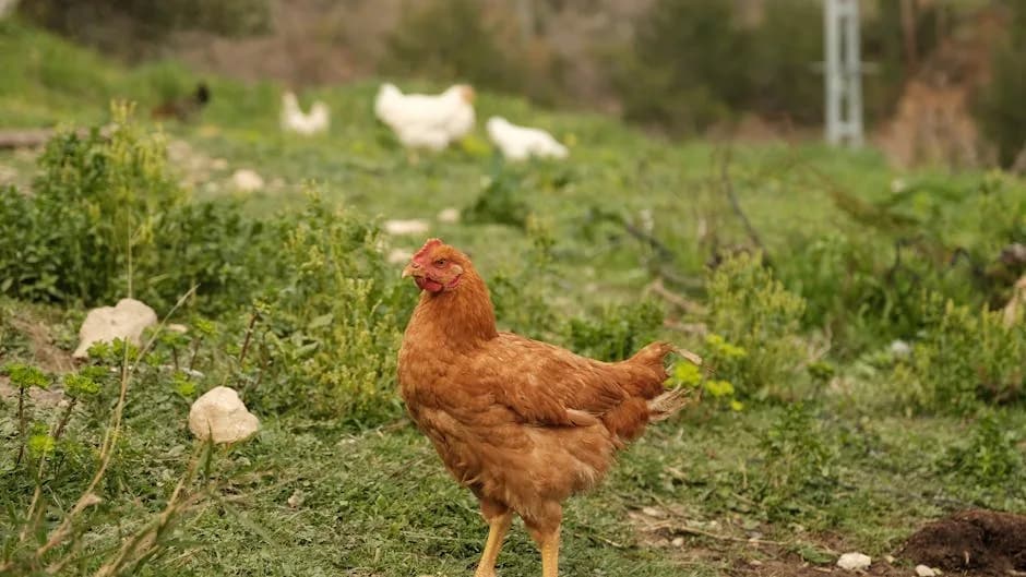Free-range chickens in a backyard