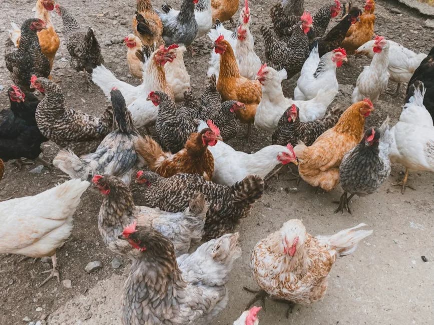 Can You Mix Chicken Breeds? Mixed Flock Guide