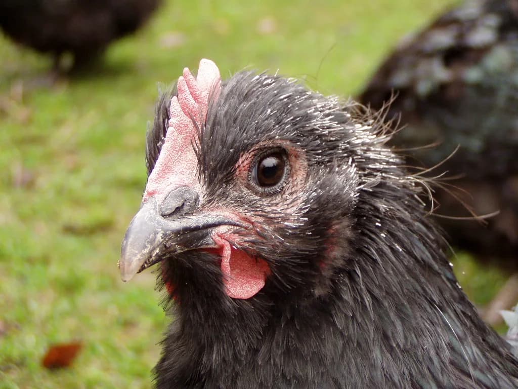 Close-up of a molting hen showing spiky new pin feathers coming in around the head and neck