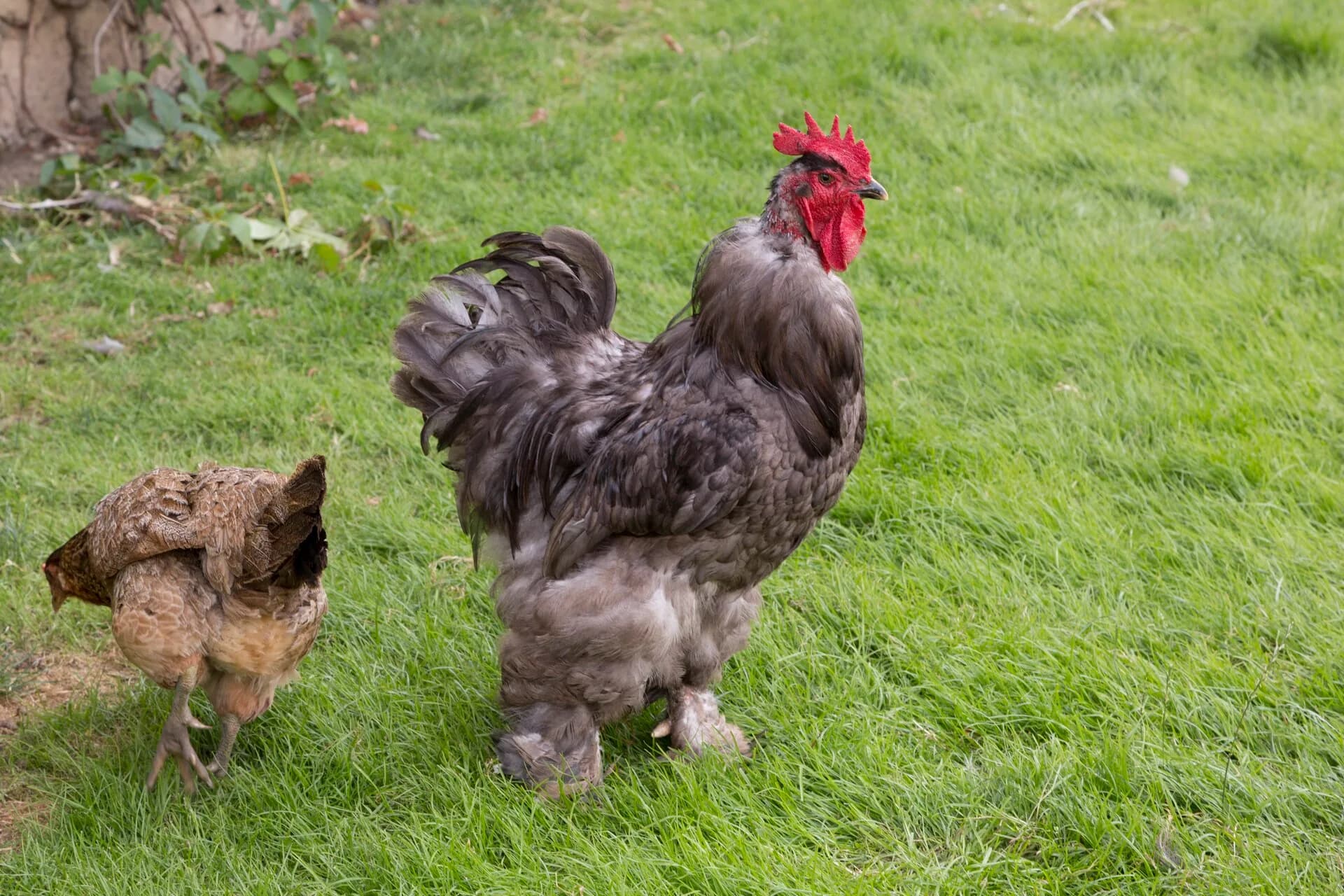 Chicken Molting: What's Normal and What's Not