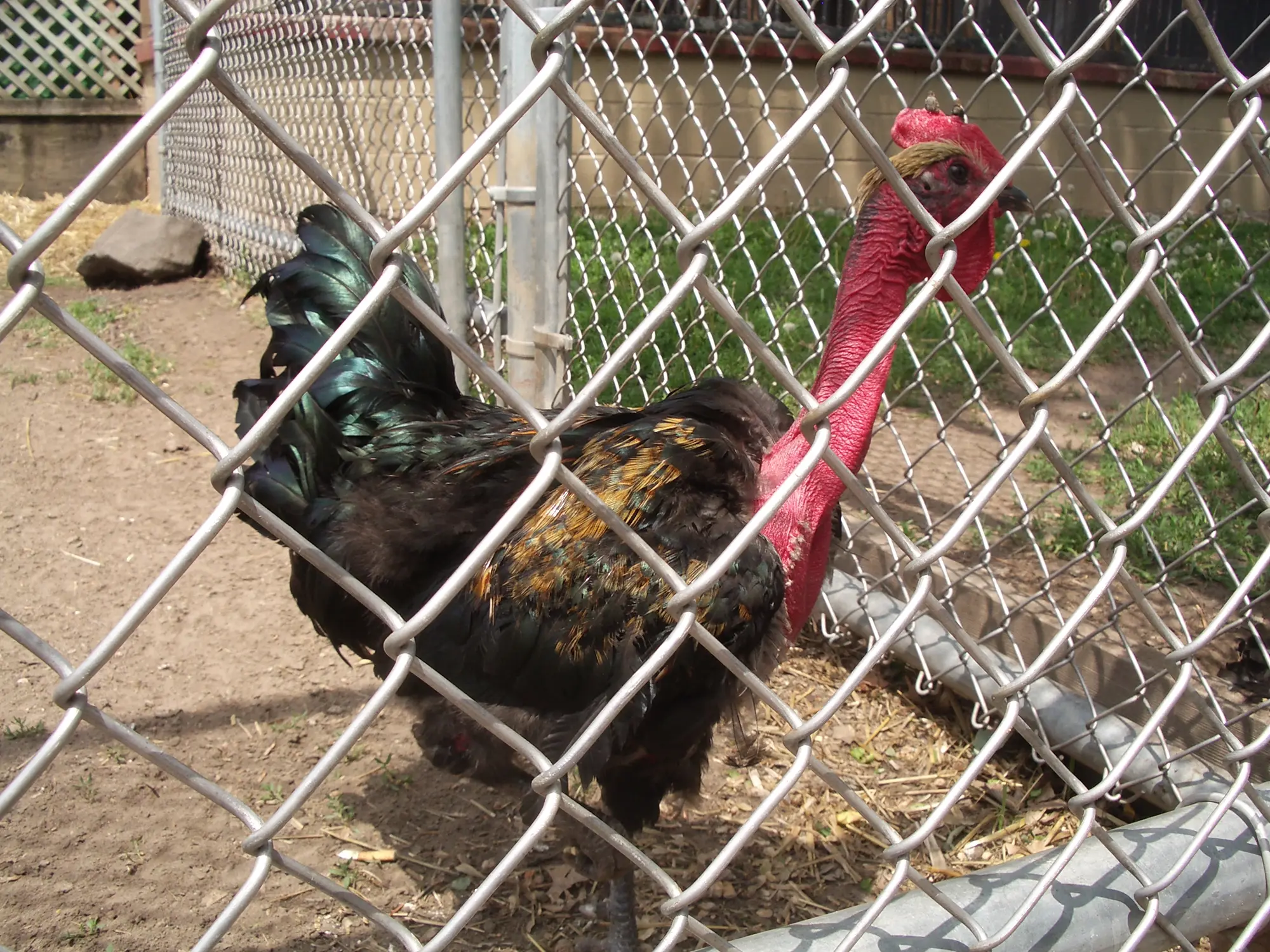 Naked Neck Chicken (Turken) Breed Guide: Eggs & Care
