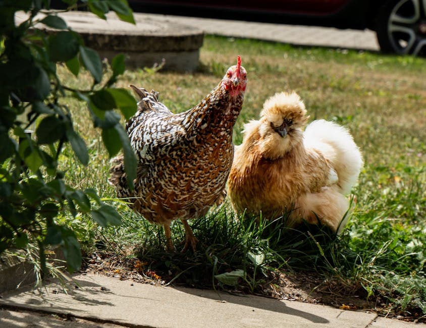 Raising Chickens in Oklahoma: Laws, Best Breeds, and Climate Tips