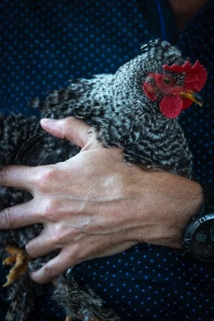 How to Clip a Chicken's Wings: Step-by-Step
