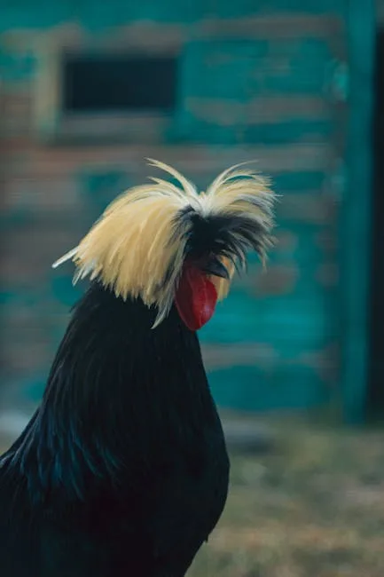 Polish Chicken Breed Guide: Crest Care & Eggs